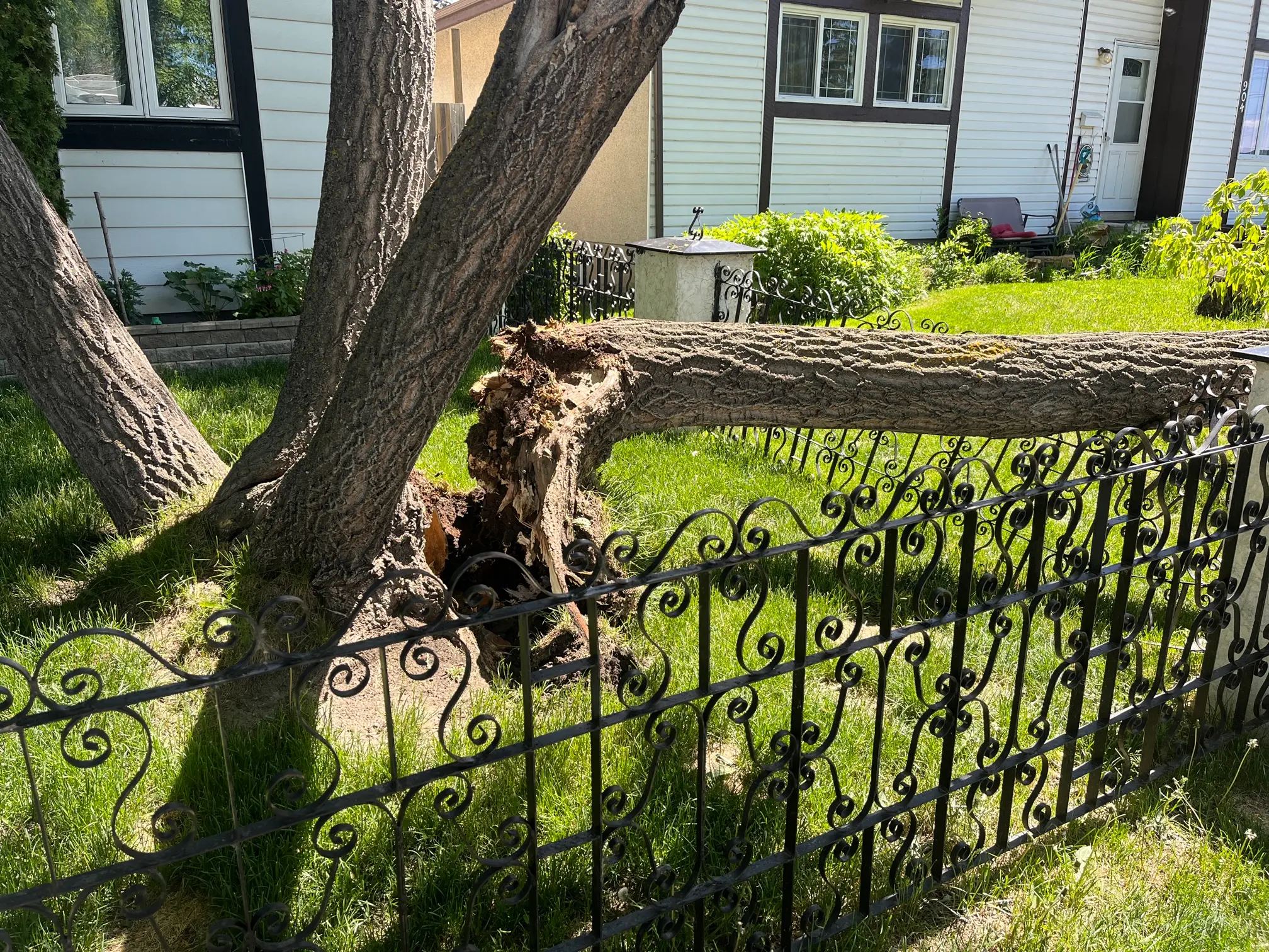 Arborist assessing storm damage on a tree